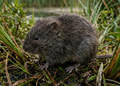 Noordse woelmuis in een Zeeuws rietland