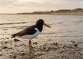 Scholekster aan de Zeeuwse kust